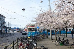 A tram, cherry blossoms, and bikes in Gothenburg.